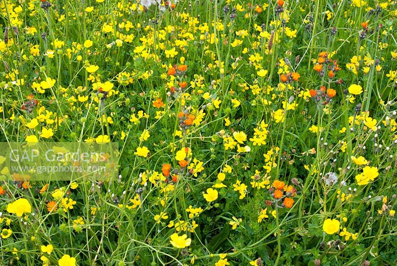 Lotus corniculatus - Birdsfoot Trefoil and Pilosella aurantiaca - Fox-and-cubs, Orange Hawkweed in grassland habitat