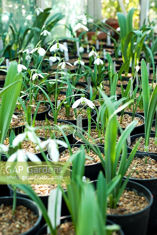 Galanthus collection - Snowdrops in greenhouse. 