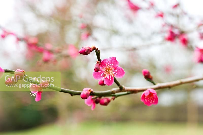 Prunus mume 'Beni Chidori' in flower - Japanese apricot