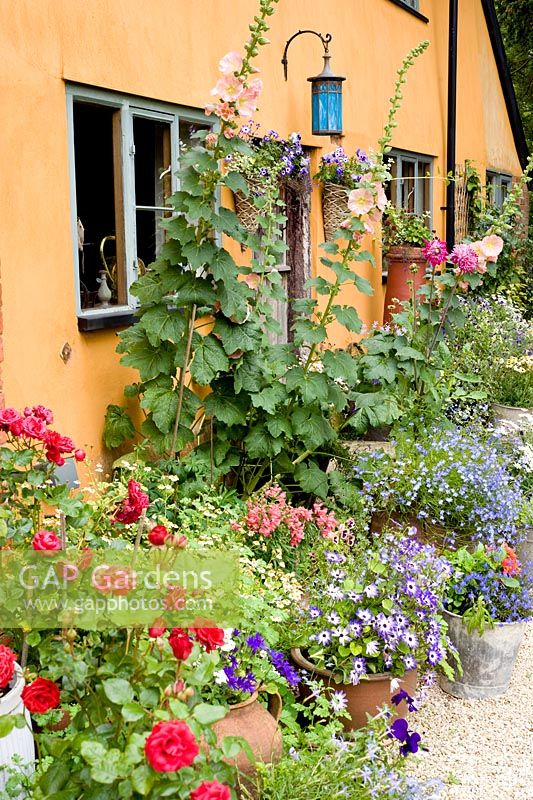Colourful containers with annuals by house and back door
