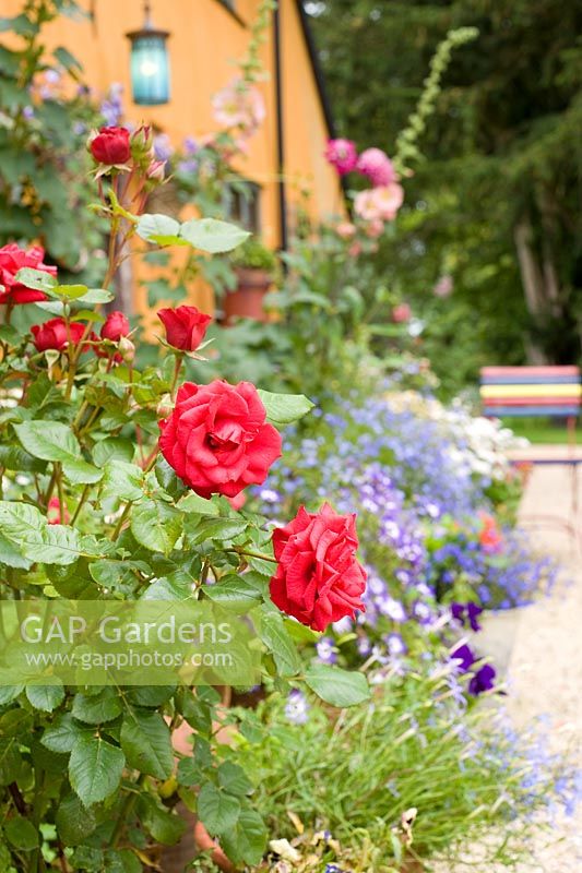Red Rosa in garden