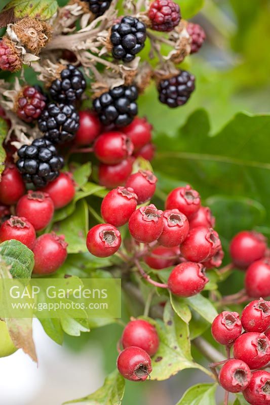 Crataegus monogyria and Rubus fruticosus - Hawthorn and Blackberries
