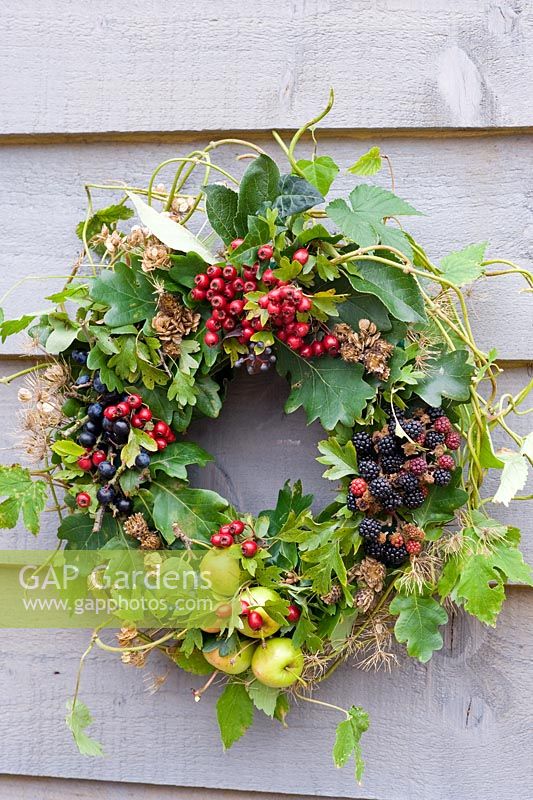 Autumn wreath made from foraged natural materials - wild berries and foliage inc Malus sylvestris - Crabapples, Crataegus monogyna - Hawthorn, Rubus fruticosus - Blackberries and Prunus spinosa - Sloes or Blackthorns
