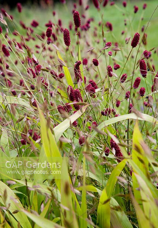Sanguisorba officinalis 'Red Thunder' and Chasmanthium latifolium  - Burnet and Woodoats in front