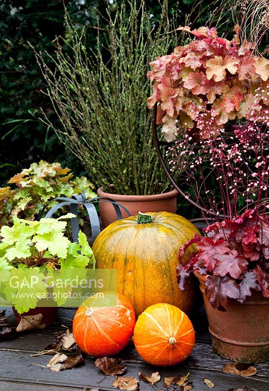 Autumn display of containers with Coral Bells together with pumpkins. Clockwise at the top Heuchera 'Caramel' , Heuchera 'Fire Chief', Heuchera 'Electric Lime' and Heuchera 'Ginger Ale'