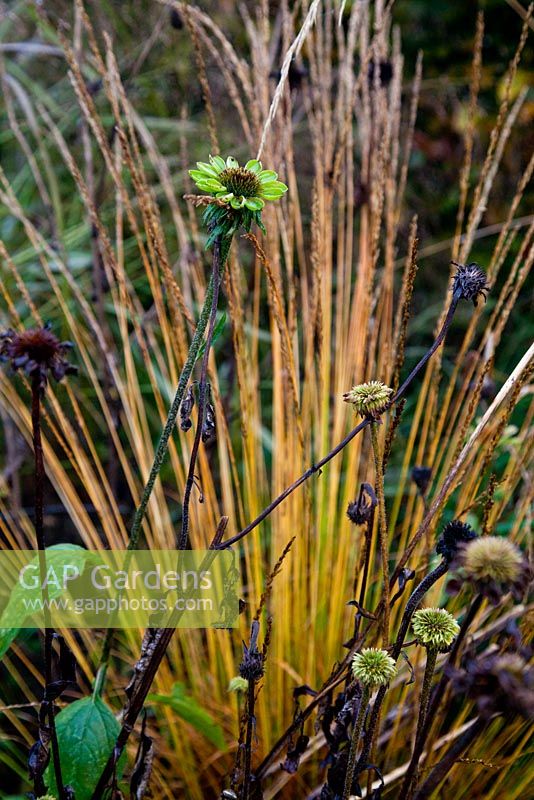 Echinacea 'Green Envy' and Molinia caerulea subsp. caerulea 'Overdam'  in autumn colour - Coneflower and Purple moor grass