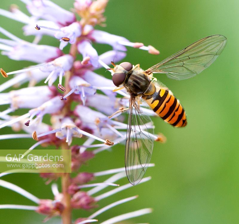 Hoverfly (Syrphid) feeding on Veronicastrum