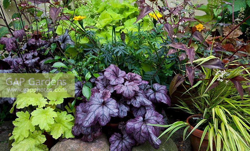 Shade display of containers of Heuchera 'Plum Royal', Heuchera 'Electric Lime' and in the background Heuchera 'Citronelle', Hakonechloa macra 'Aureola' and Persicaria ' Red Dragon'