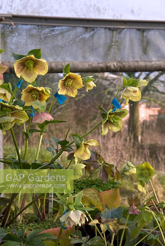 The polytunnel at Hazels Cross Farm where M. Byford holds his National Collection of Hellebores. In foreground hybrid yellow-apricot Hellebore with heavy red spotting. Each flower has been cross-pollinated with different varieties.Each blue label carries the cross-pollination history.