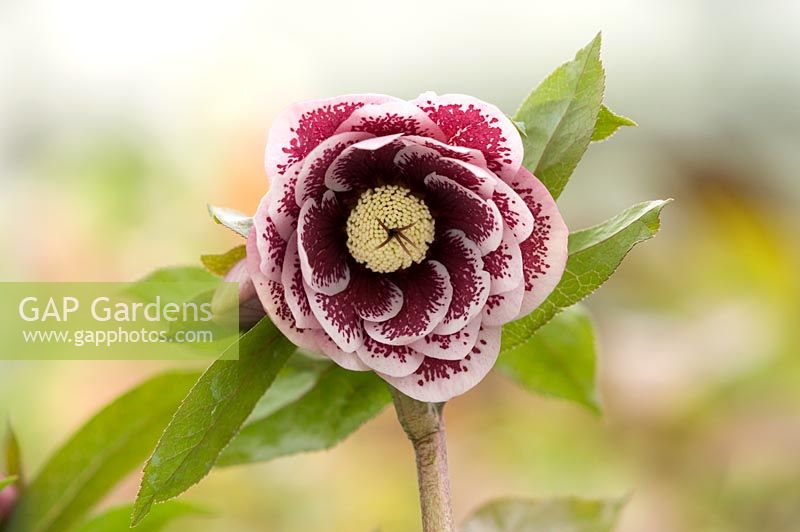 Helleborus hybrid - double form red, white blotched, round sepals. One of  Mike Byford's creations