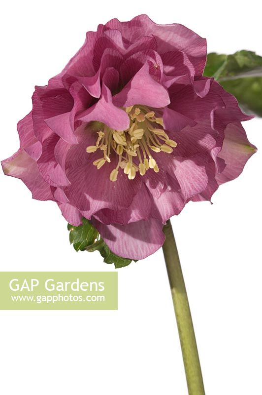 Hellebore hybrid, double pink with light veining and fimbriated edges - Hazel Cross Farm
