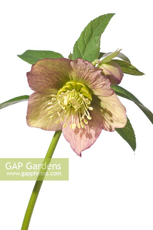 Hellebore hybrid, pink and green bicolour with green nectariess - Hazel Cross Farm
