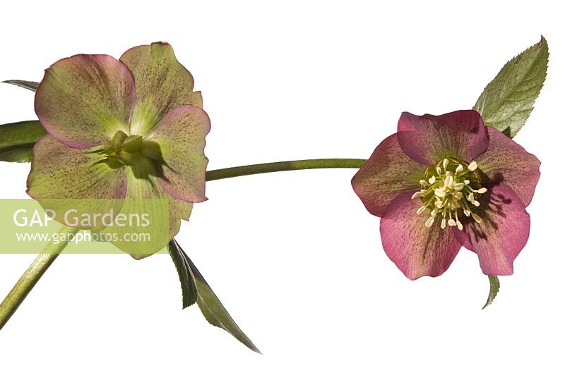 Helleborus atrorubens 'Elite', Hellebore atrorubens. On the same stem one flower in full blossom and the other pollinated and ready with seed pots - Hazel Cross Farm