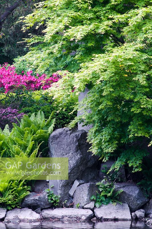 Acer, ferns and Azalea growing near rocks - Japanese Garden in Wroclaw