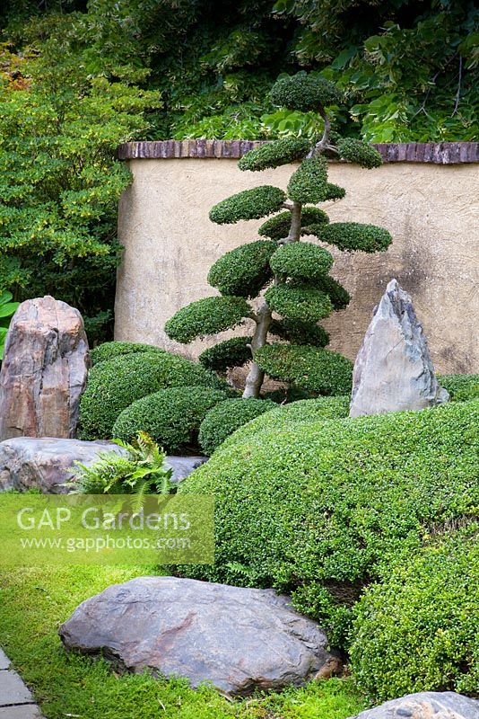 Oriental border with clipped Buxus sempervirens