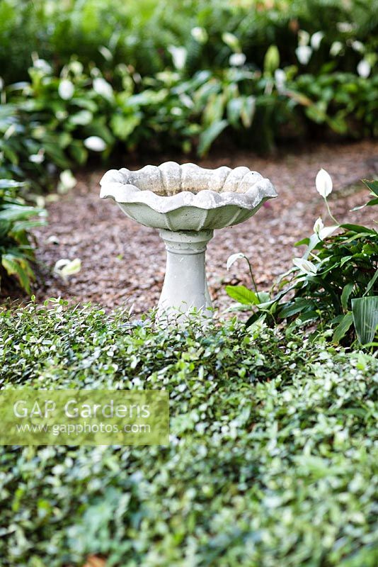 Stone bird bath surrounded by Jasmine Minima, Treachelospermum asiaticum - Heathcote Botanical Gardens, Florida