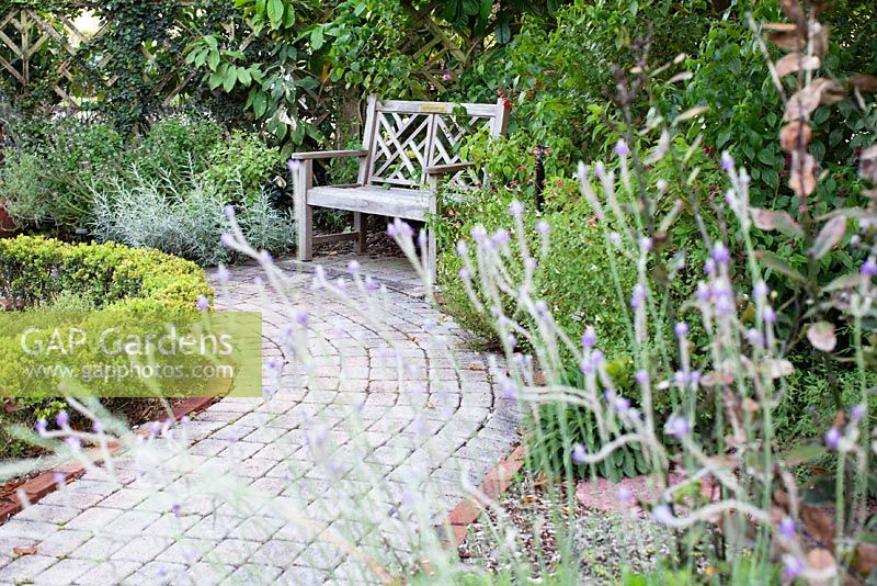 Lavandula sp. - Fern Leaf Lavender along walkway to a wooden bench in the Herb Garden - Heathcote Botanical Gardens, Florida