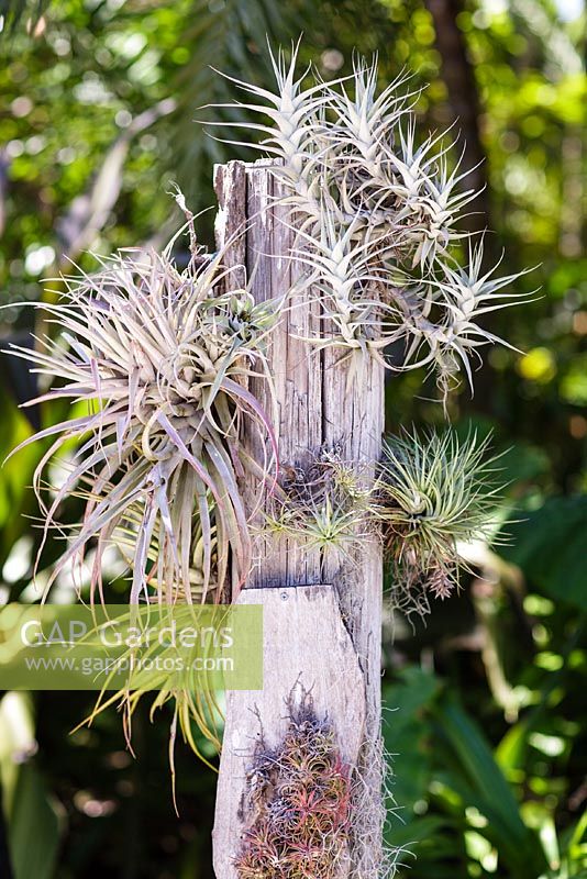 Tillandsias mounted on driftwood. T. albida (top right) T. gardneri (bottom right) - Heathcote Botanical Gardens, FLorida