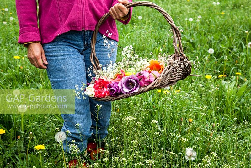 Woman with basket picking wild flowers. In the basket a bouquet of parrot tulips.