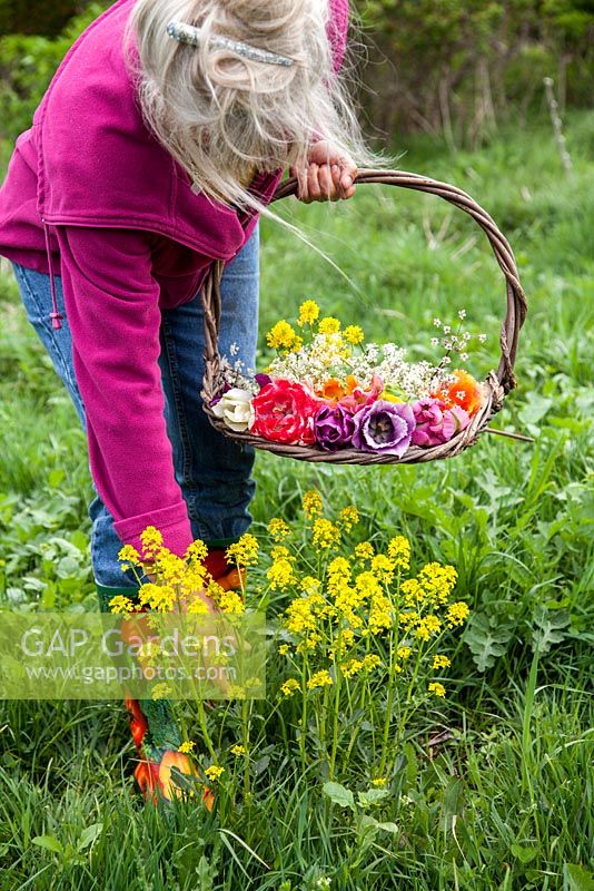 Woman with basket picking wild flowers. In the basket a bouquet of parrot tulips.