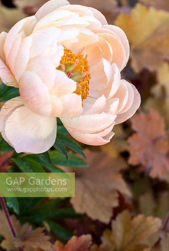 Paeonia lactiflora 'Coral Charm' and in the background Heuchera 'Caramel'