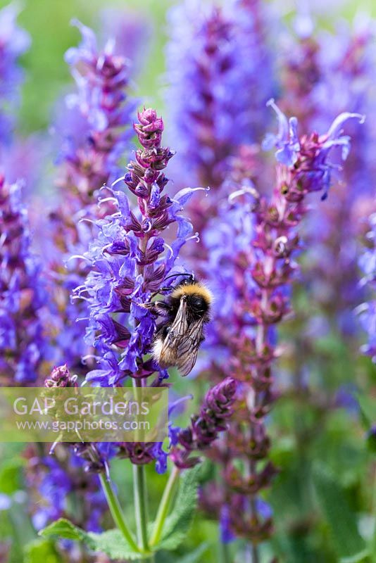 Bumble bee in Salvia nemorosa