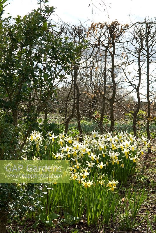 Narcissus 'Snow Bunting' - Broadleigh Gardens 