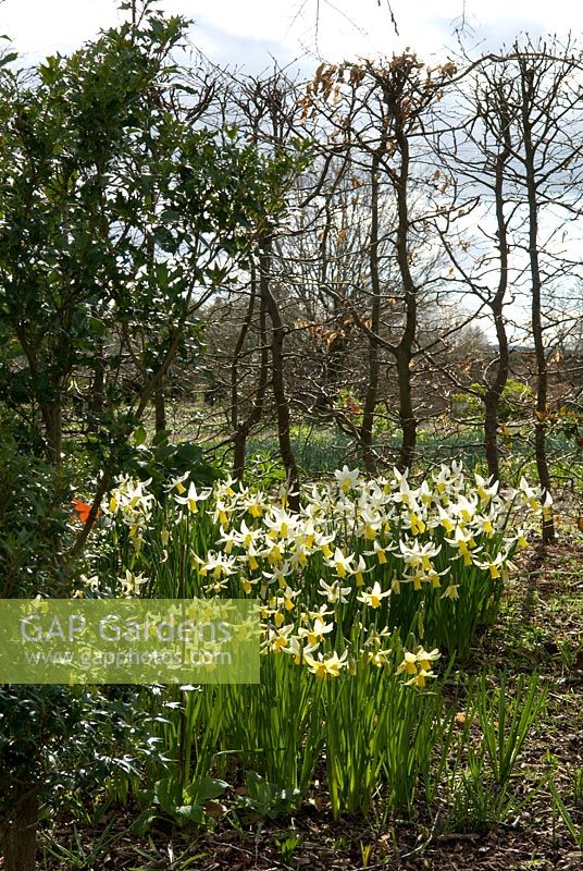 Narcissus 'Snow Bunting' - Broadleigh Gardens 
