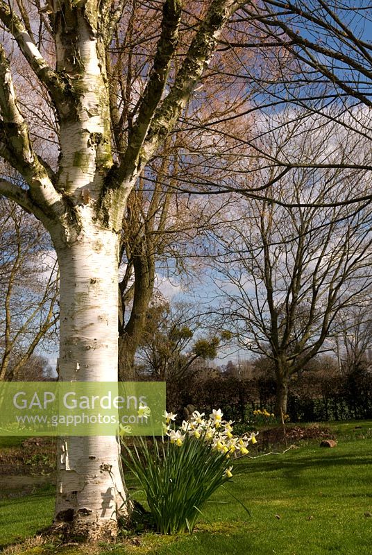 Narcissus 'Jack Snipe' under a white barked Betula utilis v jacquemontii - Himalayan Birch - Broadleigh Gardens