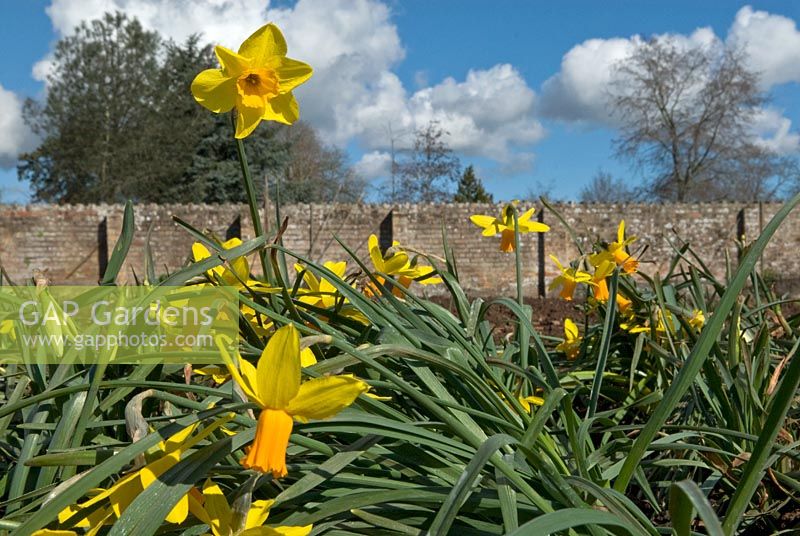 Narcissus 'Itzim' in one of the open nursery beds - Broadleigh Gardens