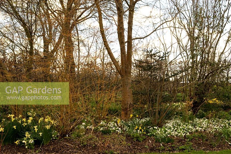 Narcissus under trees - Broadleigh Gardens