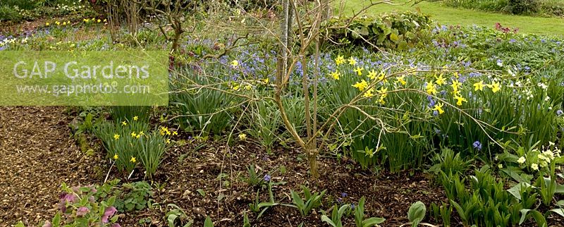 Spring border -  Broadleigh Gardens