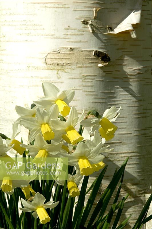 Narcissus 'Jack Snipe' under a white barked Betula utilis v jacquemontii - Himalayan Birch - Broadleigh Bulbs
