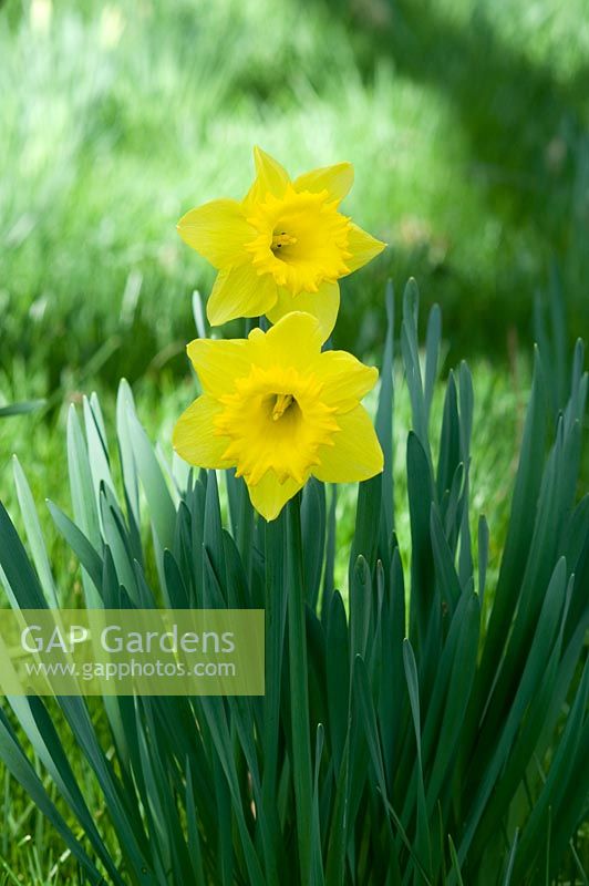 Narcissus 'Rosemoor Gold' - Broadleigh Gardens, Bishops Hull, Taunton 
