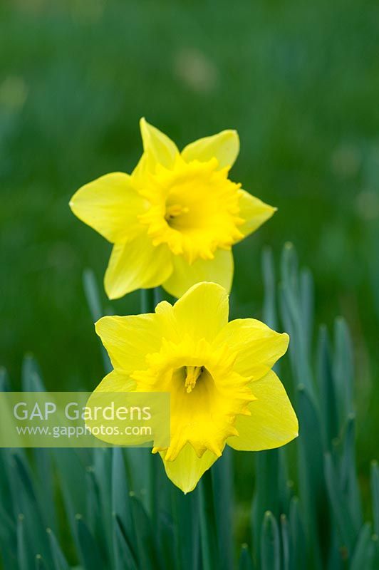 Narcissus 'Rosemoor Gold' - Broadleigh Bulbs