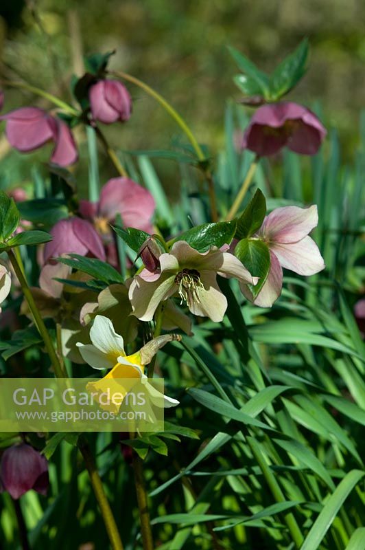 Narcissus cultivar 'Jack Snipe' and Helleborus hybrids - Broadleigh Gardens, Bishops Hull, Taunton