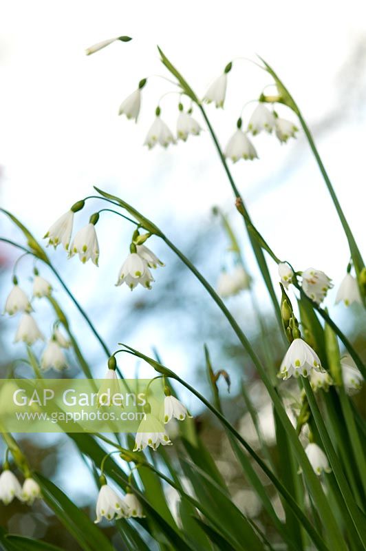 Leucojum aestivum 'Gravetye Giant' - Snowflake - Broadleigh Gardens