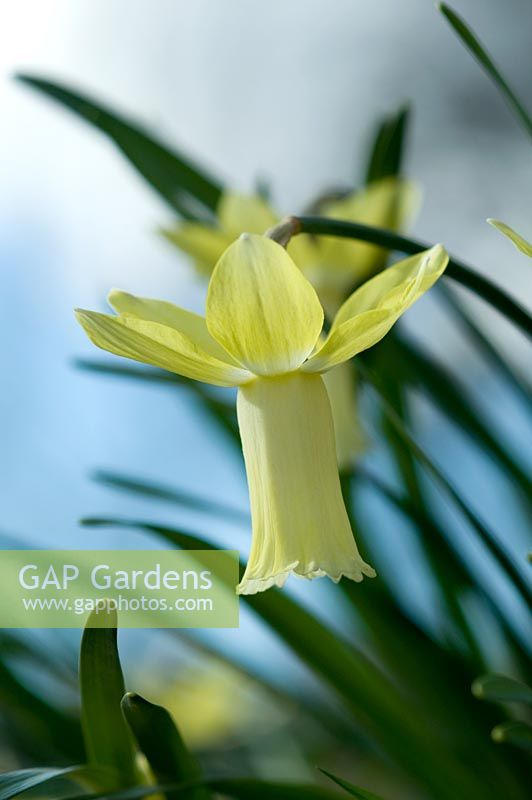 Narcissus 'Lemon Silk' - Broadleigh Gardens