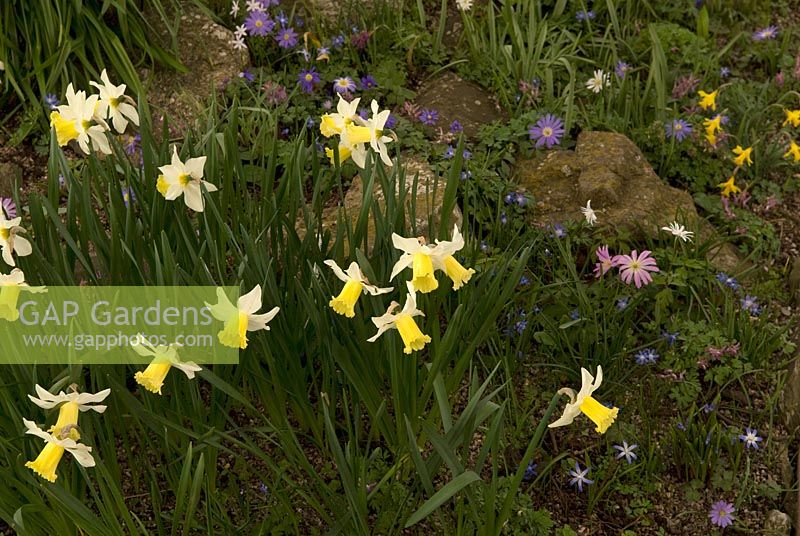Narcissus 'Jenny' with Anemone blanda and Anemone ranuncoloides in the rockery at Broadleigh Gardens