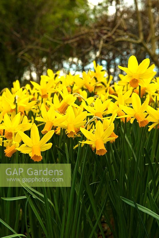 Clumps of Narcissus 'February Gold' at Broadleigh Gardens