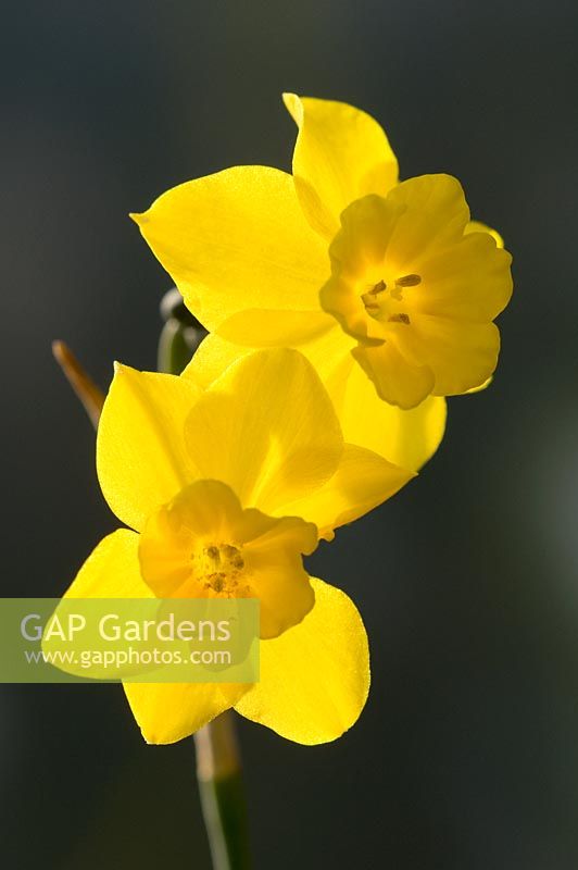 Narcissus jonquilla 'Sun Disc'. Alec Gray hybrid at Broadleigh Gardens