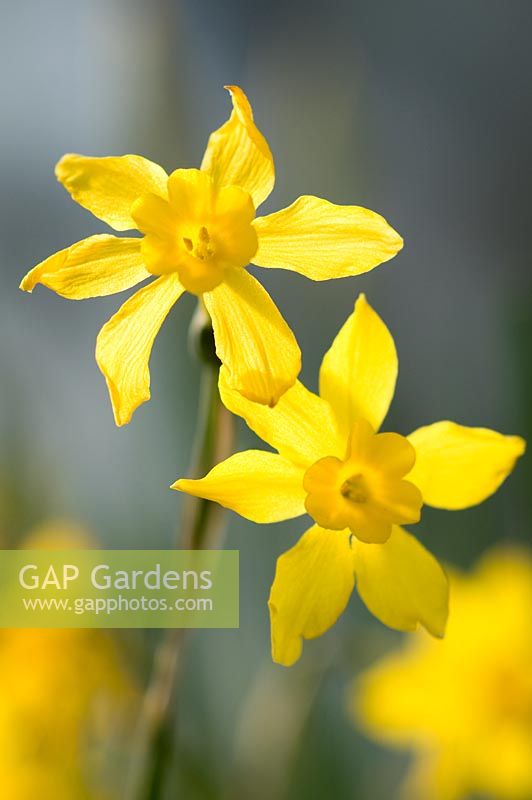 Narcissus odorus rugulosus - Broadleigh Gardens