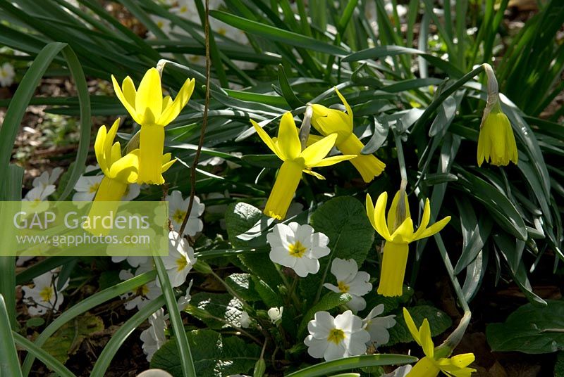 Narcissus cyclamineus 'Little Witch' and Primula vulgaris - Broadleigh Gardens