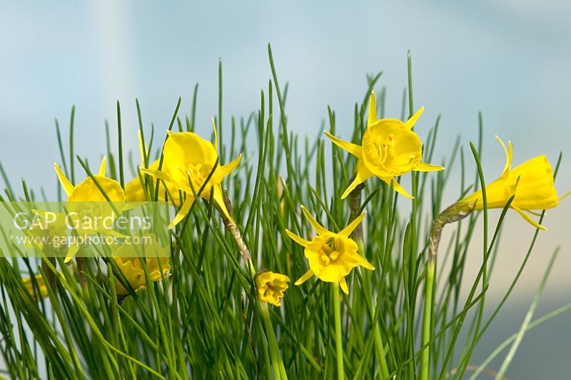 Narcissus bulbocodium conspicuus - Broadleigh Gardens