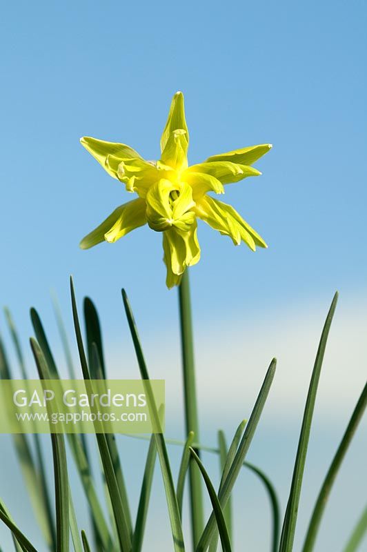 Narcissus 'Rip van Winkle'  - Broadleigh Gardens