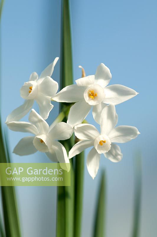 Narcissus Paperwhite 'Ziva'
