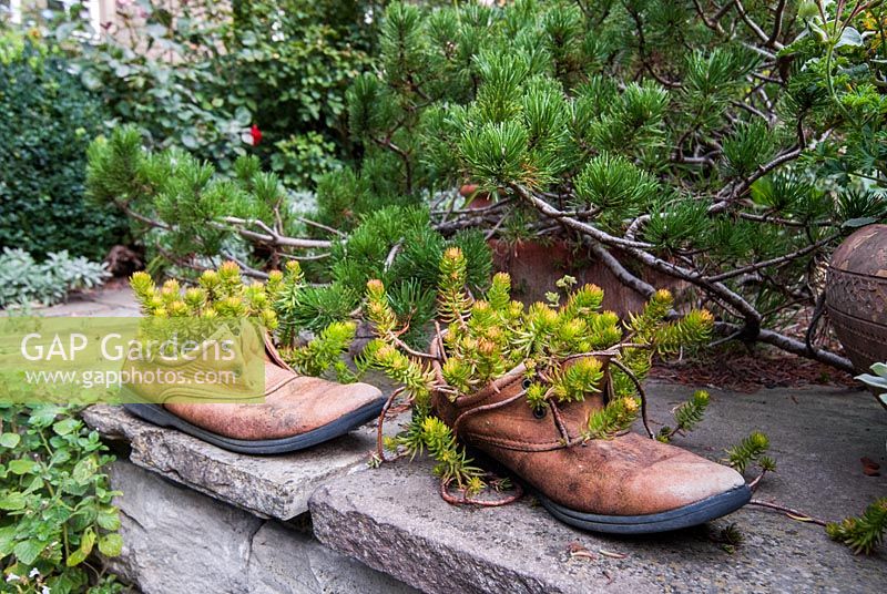 Sedums in old shoes under Pinus Mugo