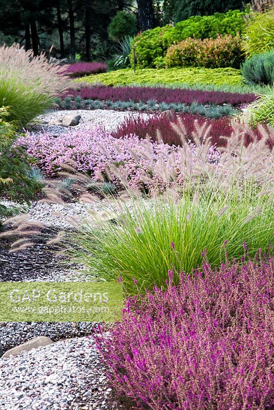 Gravel garden with Pennisetum alopecuroides and Calluna vulgaris - Heathers 
 
