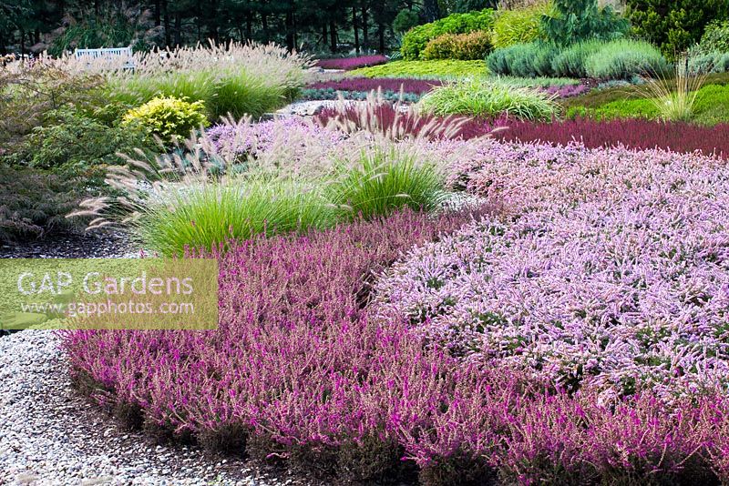 Modern style gravel garden with Calluna vulgaris - Heathers 
 