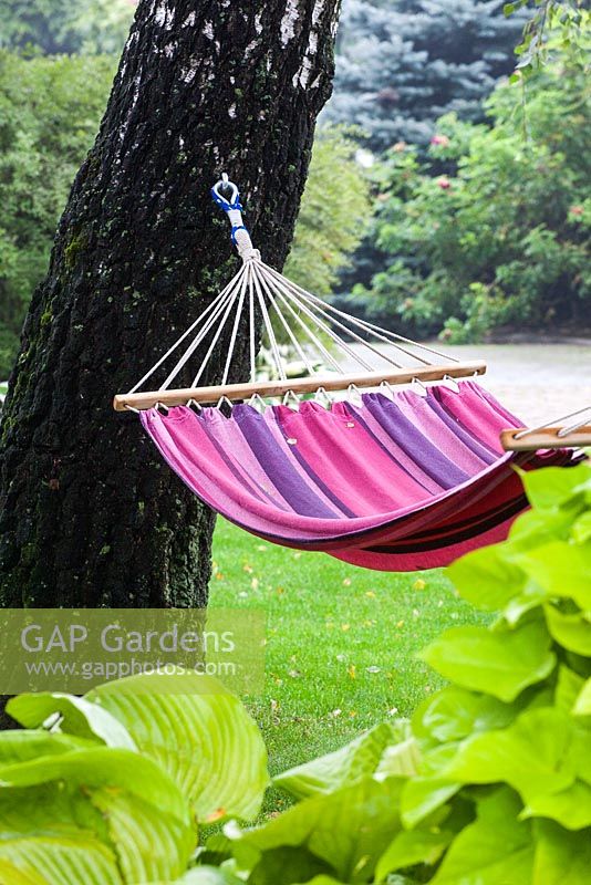 Pink hammock hanging between Betula - Birch trees
